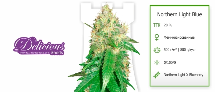 Northern Light Blue Northern Light Blue