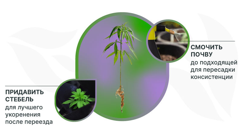 Придавить стебель и смочить почву