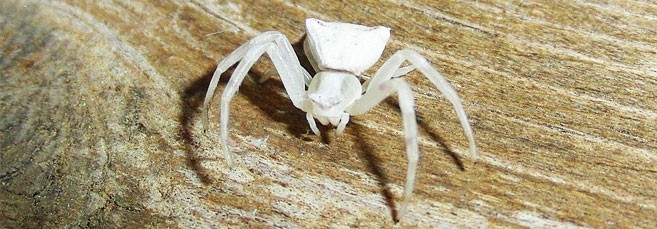 Каннабис White Widow Лучшие сорта конопли White Widow