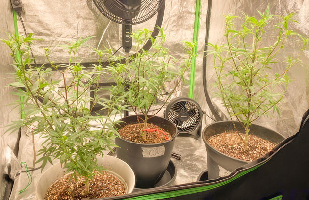 Смена светового режима и стабильный микроклимат Кусты Blueberry Muffin от Humboldt Seed Company на 9 неделе