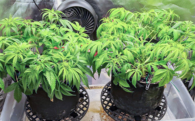 Цветение конопли на 6 неделе Цветущие кусты конопли