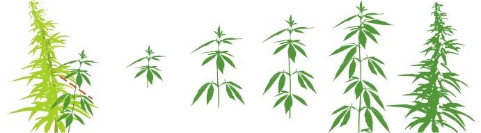 Клонирование конопли