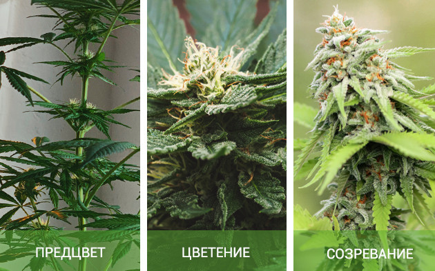 Формирование соцветий Стадии роста конопли