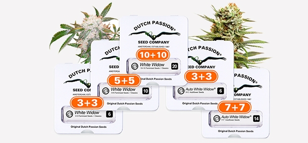 Двойная порция семян от Dutch Passion Двойная порция семян от Dutch Passion