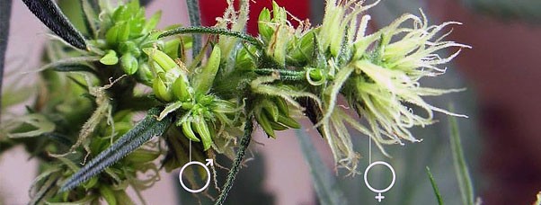 Гермафродит марихуаны Гермафродиты и как с ними бороться