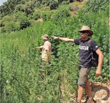 Развитие технологий выращивания конопли Нерегулярная всхожесть