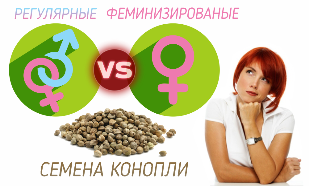 РЕГУЛЯРНЫЕ ИЛИ ФЕМИНИЗИРОВАНЫЕ СЕМЕНА, ЧТО ВЫБРАТЬ? РЕГУЛЯРНЫЕ ИЛИ ФЕМИНИЗИРОВАНЫЕ СЕМЕНА, ЧТО ВЫБРАТЬ?