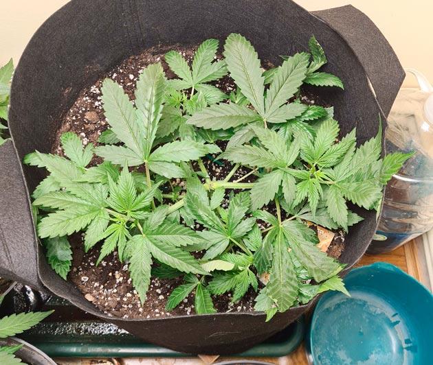 Тренировка LST и состав удобрений для конопли Растишка Auto Orange Bud ростом 25 см