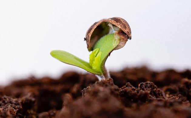 Метод проращивания в грунте Прямое проращивание в грунте