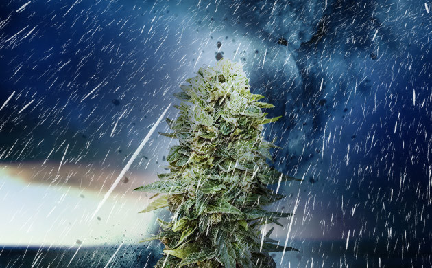 Крепкий иммунитет автоцветов Каннабис при плохой погоде