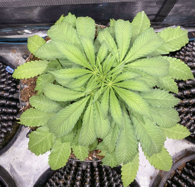 Изменение питательного раствора Куст Gorilla Glue #4 от Original Sensible Seeds на 4 неделе