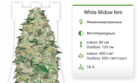 Сорт марихуаны White Widow White Widow от Vision Seeds