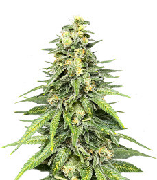 Dozy Cookies fem (AlphaFem Seeds)
