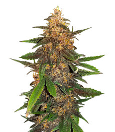 Blackberry Moonrocks Auto fem (AlphaFem Seeds)