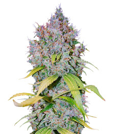 Super Lemon Haze x GMO fem (GHS)