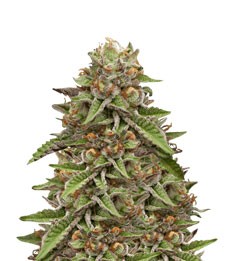 Green Gelato fem (RQS)