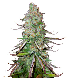 Big Bud Auto fem (Herbies Seeds)