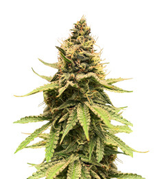Critical Amnesia fem (AlphaFem Seeds)