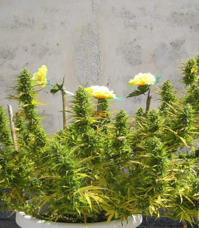 Сорт Choco Bud fem (Vision Seeds)