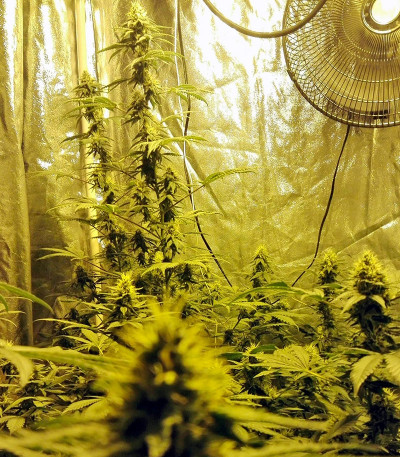 Сорт Northern Lights fem (Pyramid Seeds)