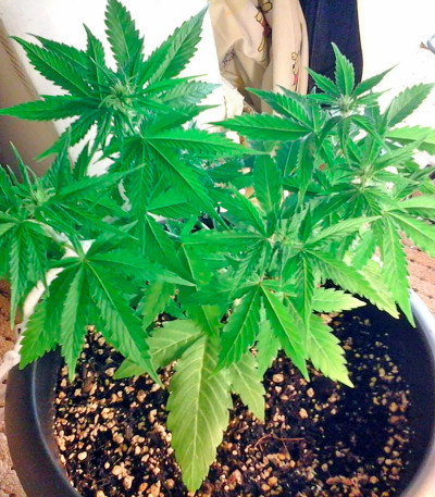 Сорт Sugar Mango Ryder Auto fem (World of Seeds)
