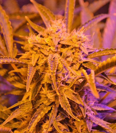 Сорт Doctor’s Choice #1 Auto fem