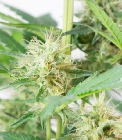 Сорт Somango XL fem (Royal Queen Seeds)