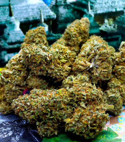 Сорт Mint Jelly Auto fem от Humboldt Seed Company