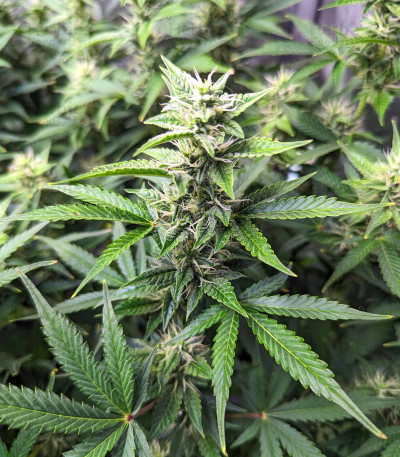 Сорт Bruce Banner #3 Auto fem (Herbies Seeds)