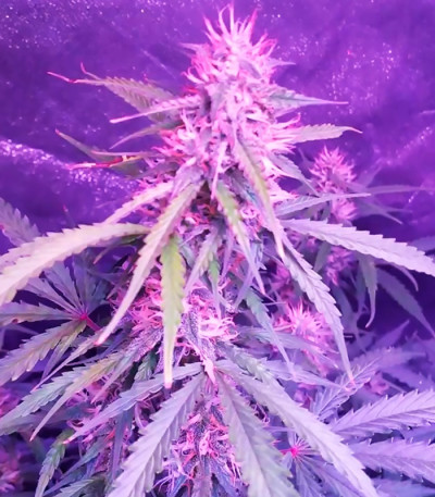 Сорт Spinning Buzz Kick Auto fem (Dr. Krippling Seeds)