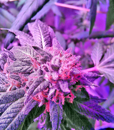 Сорт 707 Truthband by Emerald Mountain fem