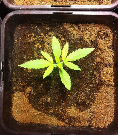 Сорт Dance World CBD fem (Royal Queen Seeds)