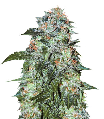 Сорт Flash Babylon Auto fem (Samsara Seeds)