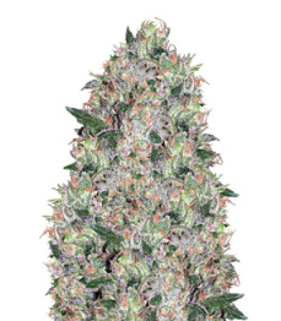 Сорт Tom Kush OG fem (Vision Seeds)