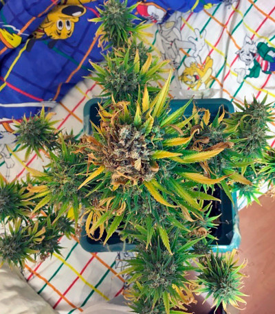 Семена марихуаны Exodus Cheese Auto