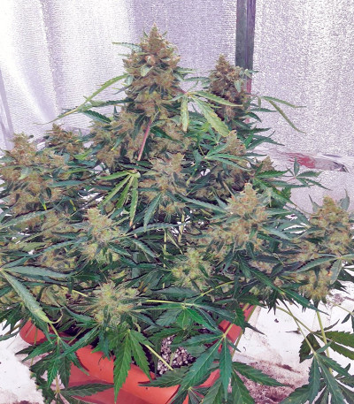 Сорт Auto American Pie fem (Pyramid Seeds)