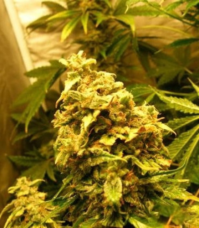 Сорт Royal AK fem (Royal Queen Seeds)