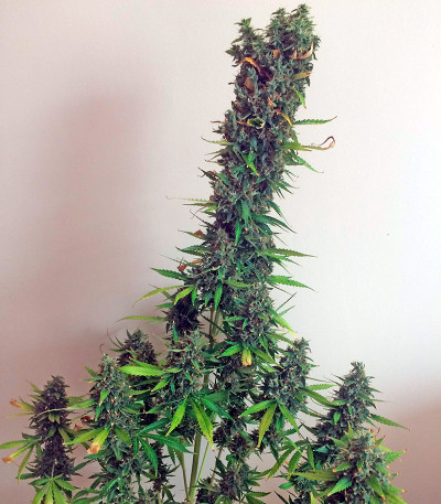 Сорт White Widow XXL Autoflowering fem