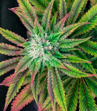 Сорт Black Cherry Gushers fem от Barney's Farm