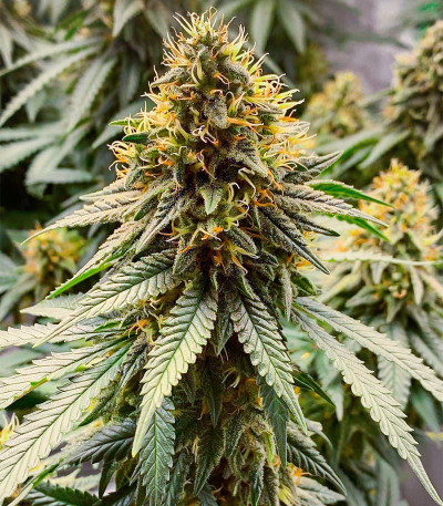 Сорт Peanut Butter OGKB fem (Original Sensible Seeds)