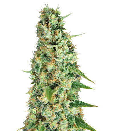 Сорт Incredible Bulk Auto fem (Dr. Krippling Seeds)