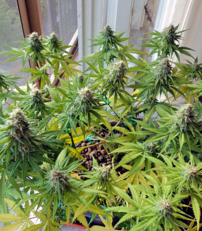 Сорт Big Foot fem (Sweet Seeds)