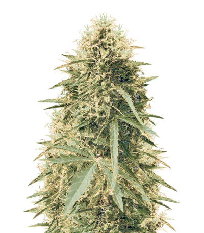 Сорт Northern Lights Auto Fem (Vision Seeds)