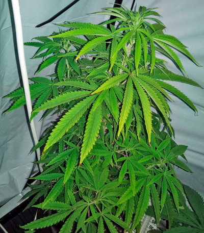Сорт Santa Sativa fem (Dinafem Seeds)