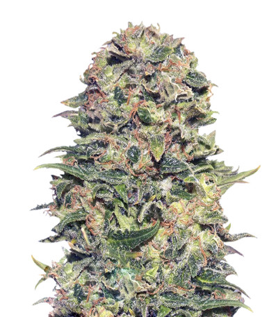 Сорт Vision Kush Auto Fem (Vision Seeds)