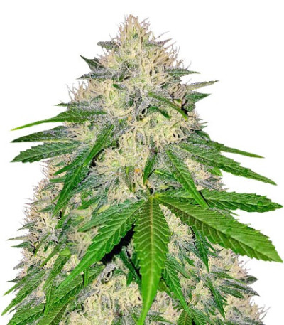 Сорт Berries & Cheese fem (Sumo Seeds)