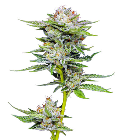 Сорт Durban Poison Auto fem от Humboldt Seed Company