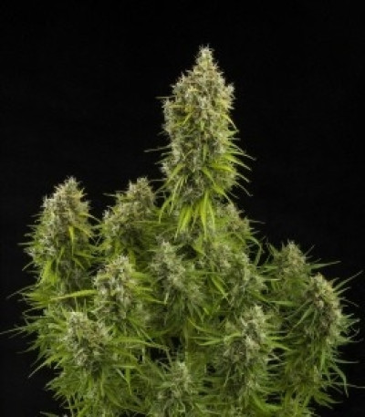 Сорт Royal Jack Automatic fem (Royal Queen Seeds)