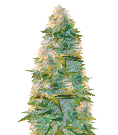 Сорт Auto Heaven fem (Victory Seeds)