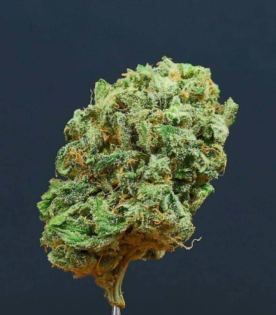 Сорт Berries & Cheese fem (Sumo Seeds)